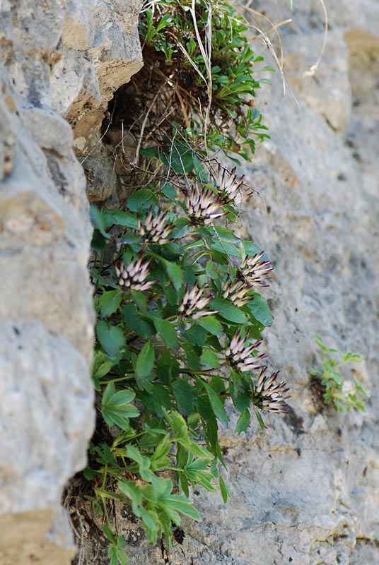 Physoplexis comosa   / Raponzolo di roccia